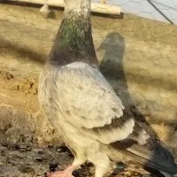 سلام یک عددنر