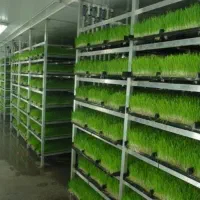 علوفه هیدروپونیک (جو و گندم)