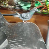 کبوتر ماده پلاکی