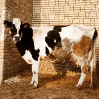 گاو با گوساله ماده درجه یک کاه خور|حیوانات مزرعه|الیگودرز, |دیوار