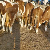 شیرخواروخوراک خور|حیوانات مزرعه|بیستون, |دیوار