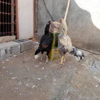 مرغ لاری|حیوانات مزرعه|نیشابور, فضل|دیوار