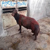 قوچ همو