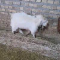 بزغاله نر ۳ عدد|حیوانات مزرعه|تایباد, |دیوار