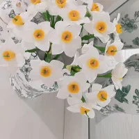 گل نرگس جاودان