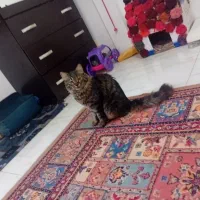 گربه