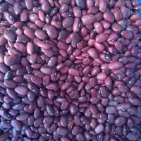 حبوبات ایرانی درجه ۱ نرخ عمده ارزان