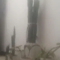پنج نمونه گل مختلف