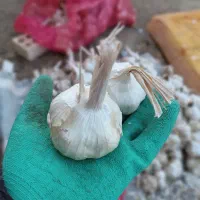 سیر|خوردنی و آشامیدنی|دهگلان, |دیوار