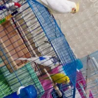 یک جفت مرغعشقباقفسمعاوضهباعروسهلندیماده|پرنده|الوند, |دیوار