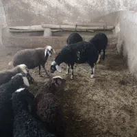 بره نرو ماده داشتی