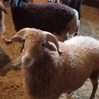 فروش بره نرمحلی  پرواری