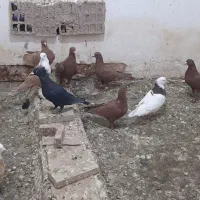 کبوتر زرد گلی