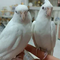 دو عدد عروس هلندی البینو|پرنده|تربتحیدریه, کاشانی|دیوار