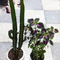 کالای منزل|کنسول، بازی ویدئویی و آنلاین|بروجرد, |دیوار