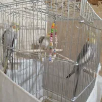 یک جفت طوطی عروسی همراه با یک عدد جوجه