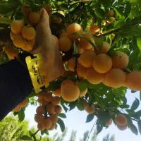 پیشفروش نهال  آلو زرد قطره طلا