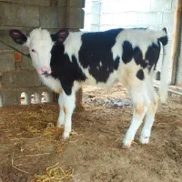 سه راس گوساله سیمینتال نر از گاو تلیسه