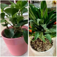 کامپکت زیبا و قاشقی لاکچری با گلدان سرامیکی