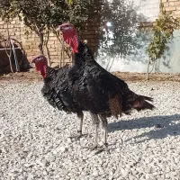 بوقلمون محلی ارگانیک