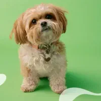 سگ شیتزو پیدا شده