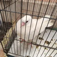 چتری کفتر|پرنده|قم, بکایی|دیوار