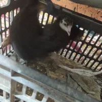 مرغ و خروس نژاد دار