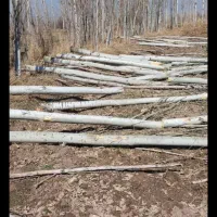 خرید  چوب  تر در باغات