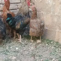 خروس خَنِگی|حیوانات مزرعه|خواف, |دیوار