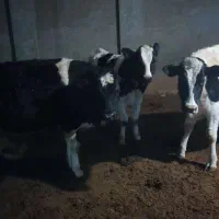 فروش چهارراس تلیسه دم کل صنعتی|حیوانات مزرعه|فرخشهر, |دیوار