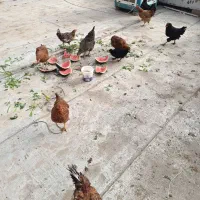 تعدادی مرغ و خروس