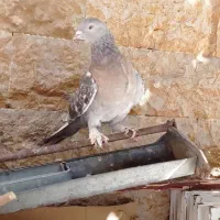 کفتر ترکیه ای نر و ماده   و گوک سوسنی ترک|پرنده|شیراز, رکنآباد|دیوار