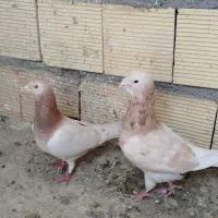 کبوتر خاص