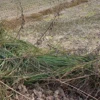 زمین کشاورزی|فروش زمین و ملک کلنگی|لشت نشا, |دیوار