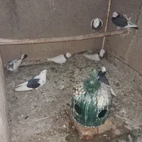 کفتر|پرنده|خمینی‌شهر, |دیوار