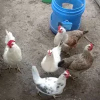 فروش مرغ و خروس