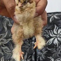 برهما سوماترا رزکامپ جاپنیز تخم نطفه دار و جوجه