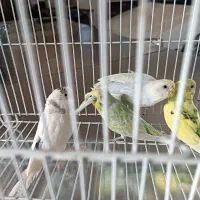 مرغ عشق|پرنده|تایباد, |دیوار