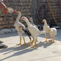 6 عدد جوجه لاری 5 ماه|حیوانات مزرعه|قم, جمکران|دیوار