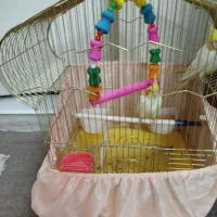 معاوضه جوجه عروس هلندی با سرلاکی