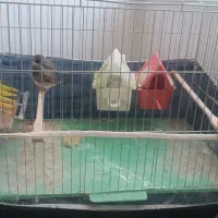 پرنده فنچ|پرنده|قره ضیاالدین, |دیوار