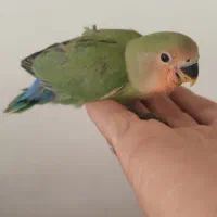 جوجه کوتوله برزیلی