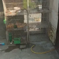 قفس پرنده ۶۰ در۴۰