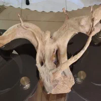 چوب ابنوس طرح شاخ گوزنی|ماهی|تهران, پرستار|دیوار