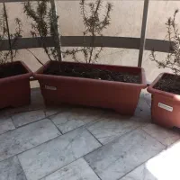 ۳ عدد گلدان گلپونه