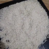 برنج دم سیاه کشت اول آب چاه چغلوندی