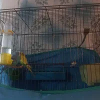 مرغ عشق جفت