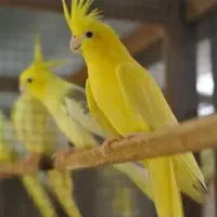 طوطی متنو بخونید