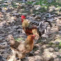 مرغ خروس و اردک اسرائیلی|حیوانات مزرعه|رشت, شالکو|دیوار
