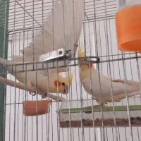 جفت مولد و جوجه عروس هلندی سرلاکی|پرنده|مرند, |دیوار